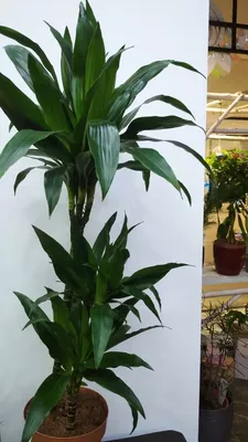 Драцена Фрагранс Джанет Крейг ⌀21 120 см купить в Москве с доставкой |  Магазин растений Bloom Story (Блум Стори)