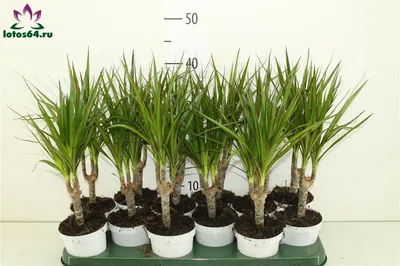 Драцена Магента (Dracaena Magenta) купить по цене 525 р. с доставкой в  Энгельсе