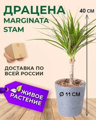 Драцена Вайт Страйп 3 ствола – Купить Драцена Вайт Страйп 3 ствола в Киеве  с доставкой