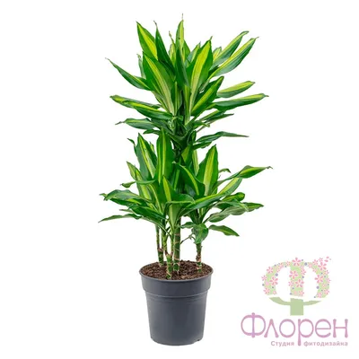 Драцена Фрагранс душистая / Dracaena Fragrans вечнозеленое  декоративно-лиственное растение купить Киев, продажа, цена, фото, доставка,  уход