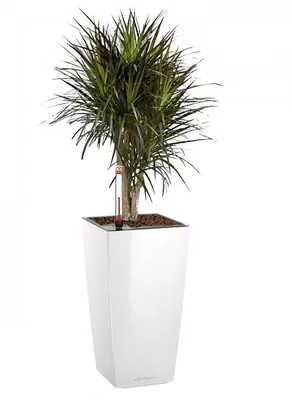 Драцена Маргината 1-2 ствола растение купить Киев Dracaena Marginata