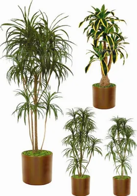 Драцена Массанжеана растение купить Киев, продажа, цена Dracaena Massangeana
