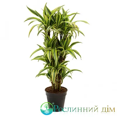 Драцена душистая — Википедия