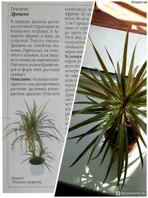 Драцена Маргината Bicolor