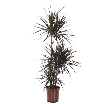 Драцена душистая (Dracaena fragrans) | Страница 46