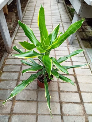 Драцена Фрагранс Бранч / Dracaena Frahrans Branch вечнозеленое  декоративно-лиственное растение купить Киев, продажа, цена, фото, доставка,  уход