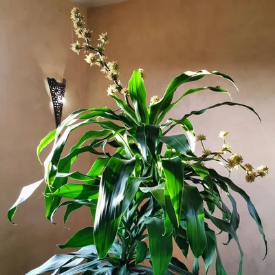 Драцена Dracaena marginata - «Гордая и своенравная Госпожа \"Драцена\"! » |  отзывы