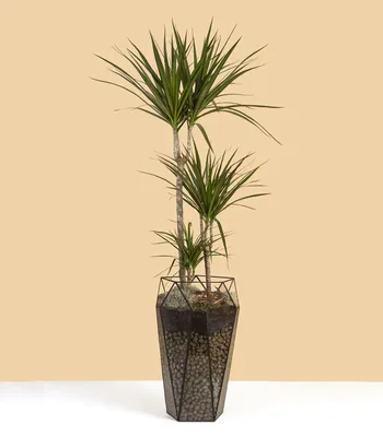 Драцена окаймленная купить в Минске с доставкой | Cactus.by