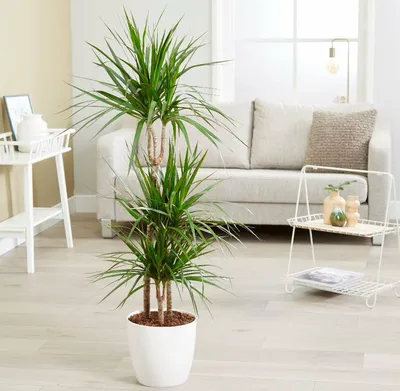 Драцена (Dracaena) - растение из легенд: уход в домашних условиях, фото
