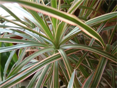 Драцена Dracaena marginata - «Моя мини-пальма!)))) Во всяком случае я  называю и воспринимаю её именно так! Секреты по уходу, фото моей красотки!»  | отзывы