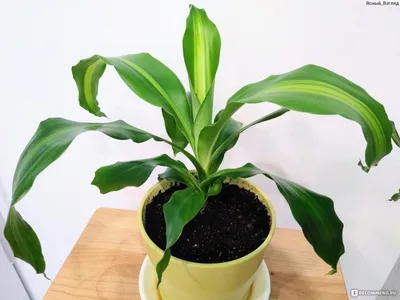 Драцена | Botanicum – растения | Interflora Литва. Отправка цветов