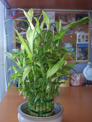 Дерево счастья Драцена /Dracena tropic/ Живая сила джунглей - «Деревяшка  выпустила ростки, что делать дальше? Почему у драцены нет корней? Как  правильно посадить Дерево счастья в грунт? Боролось с черенком 3 года