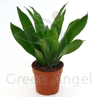 Драцена Dracaena marginata - «Не держите драцену в тесном горшке, но будьте  осторожны с поливом. Фото было-стало» | отзывы