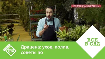Драцены купить в СПб | Магазин растений Мандарин