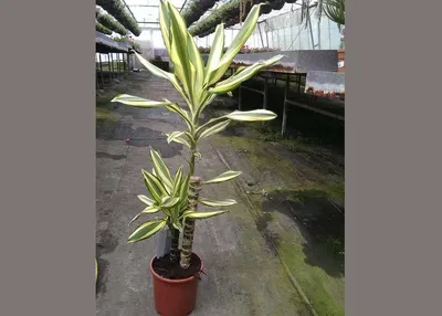 Драцена Dracaena marginata - «Забываете поливать растения, не умеете за  ними ухаживать, но хочется иметь дома зеленую пальму? Заведите себе  Драцену!» | отзывы