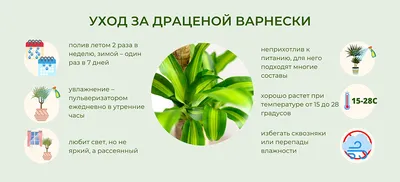Драцена Еллоу Кост (Yellow Coast) купить в СПб в интернет – магазине