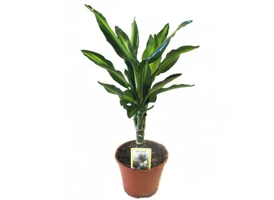 Драцена Dracaena marginata - «Прожила со мной 20 лет, а теперь заболела и я  не знаю, что с ней делать...» | отзывы