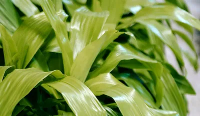 Драцена Чинто (Dracaena Cinto) купить в СПб в интернет – магазине