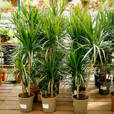Драцена Dracaena marginata - «Родственница спаржи драцена, хороша и в  квартире и в офисе. » | отзывы