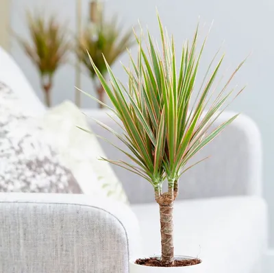 Драцена Dracaena marginata - «Драцена с Мадагаскара. Если не едете на море,  создайте себе южную атмосферу дома. А я пока расскажу, как упростить за ней  уход. » | отзывы