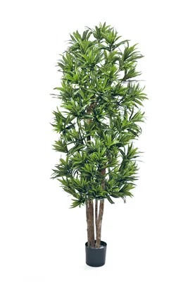 Драцена (Dracaena) - растение из легенд: уход в домашних условиях, фото