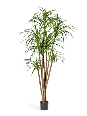 Драцена Сандера «Lucky Bamboo», 1 стебель - Botanic Craft | Цветы и  растения в Хабаровске