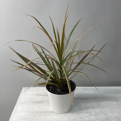 Драцена маргината высотой 150см в горшке (Dracaena marginata) купить с  доставкой в СПб