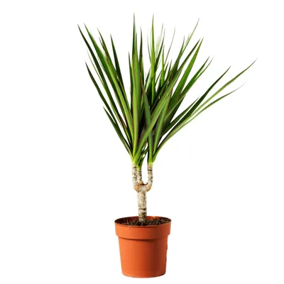 Dracena Plant | Plants Delivery in Ukraine. Prices, Photos, Reviews |  Ukraineflora