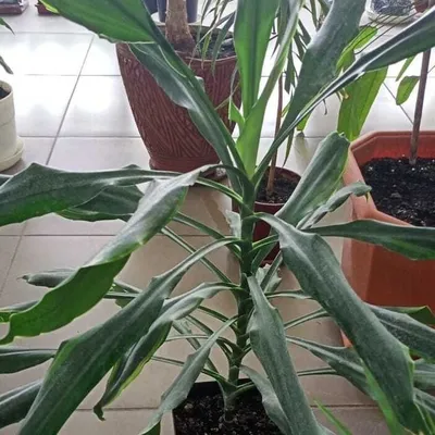 Dracena Hawaiian Lisa 12\" — Thriving Botanicals