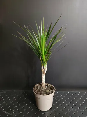 Dracena con maceta 50 cm verde/negra - RETIF