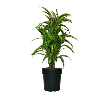 Драцена Фрагранс Драгон (Dracaena Fragrans Dragon)