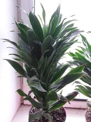 Драцена Фрагранс Драгон (Dracaena Fragrans Dragon)