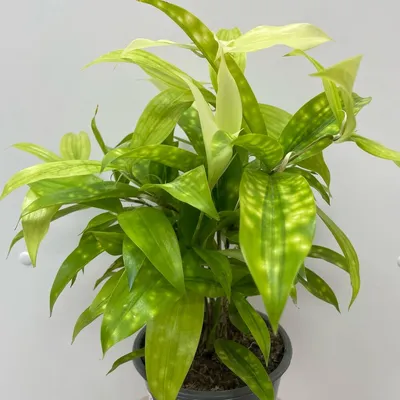 Драцена душистая (Dracaena fragrans) 100-15 - купить в Минске с доставкой,  цена и фото в интернет-магазине Cvetok.by