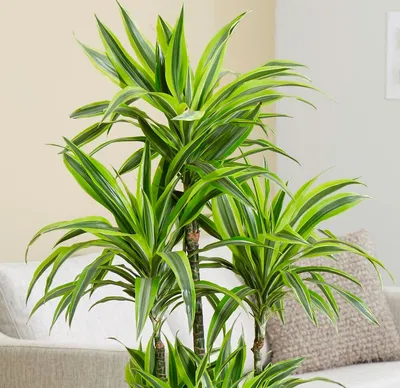 Драцена (Dracaena) - хорошее растение для озеленения