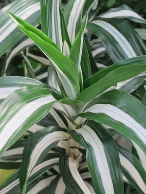 Драцена душистая - Dracaena fragrans. Уход за драценой фрагранс.