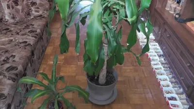 Коллекционный объект БСИ ДВО РАН: Dracaena fragrans (Драцена душистая  'Баузи')(Сорт:Bausei)