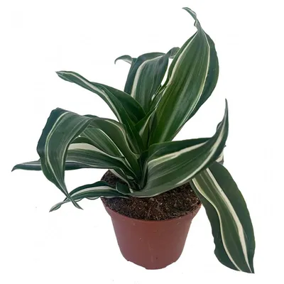 Драцена душистая (Dracaena fragrans) 100-15 - купить в Минске с доставкой,  цена и фото в интернет-магазине Cvetok.by