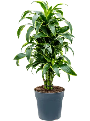 Драцена Златиста / Dracaena \"Golden Coast\" 60см. - Борела - Магазин