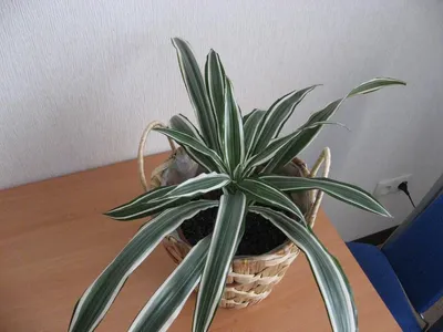 Драцена ( Dracaena ) - фото - каталог