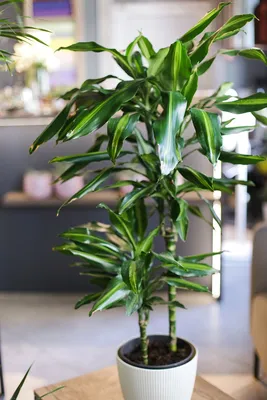 Драцена душистая (Dracaena fragrans) 100-15 - купить в Минске с доставкой,  цена и фото в интернет-магазине Cvetok.by