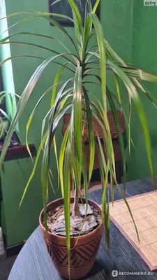 Драцена Dracaena marginata - «Ей всё нипочём. Похожа на юкку по уходу» |  отзывы