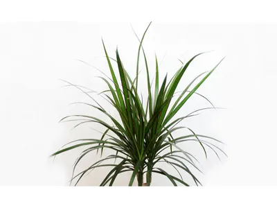 Драцена Магента (Dracaena Magenta) купить по цене 525 р. с доставкой в  Энгельсе