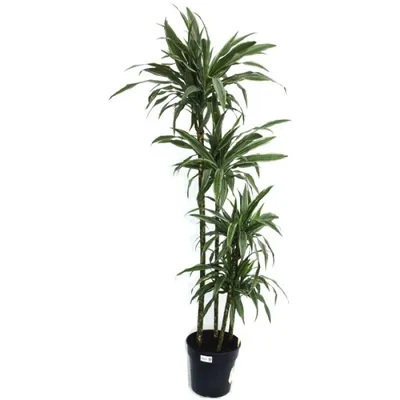 Драцена Фрагранс душистая / Dracaena Fragrans вечнозеленое  декоративно-лиственное растение купить Киев, продажа, цена, фото, доставка,  уход