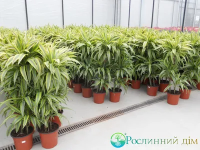 Драцена душистая Лемон Лайм - купить в магазине Mandarin-shop.ru