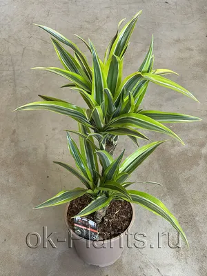 Dracaena Драцена