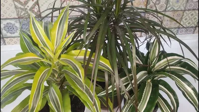 Dracaena Драцена
