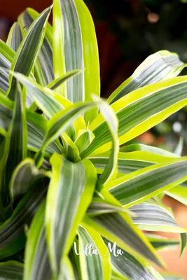Драцена деремская \"Лимон и Лайм\" (Dracaena Lemon Lime) 100 см - купить в  Минске с доставкой, цена и фото в интернет-магазине Cvetok.by