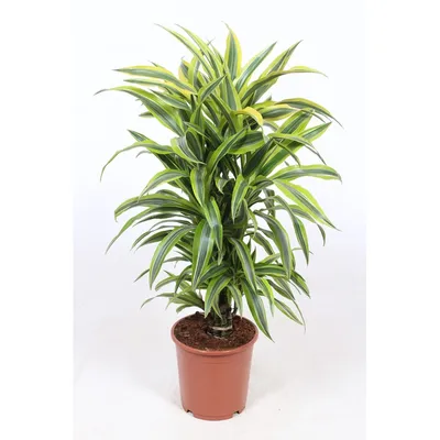 Драцена деремская \"Лимон и Лайм\" (Dracaena Lemon Lime) 100 см - купить в  Минске с доставкой, цена и фото в интернет-магазине Cvetok.by