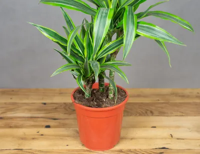 Драцена деремская \"Лимон и Лайм\" (Dracaena Lemon Lime) 100 см - купить в  Минске с доставкой, цена и фото в интернет-магазине Cvetok.by