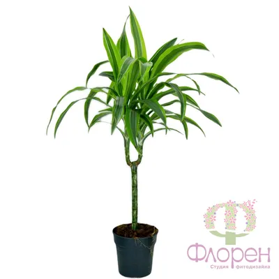 Драцена деремская \"Лимон и Лайм\" (Dracaena Lemon Lime) 100 см - купить в  Минске с доставкой, цена и фото в интернет-магазине Cvetok.by